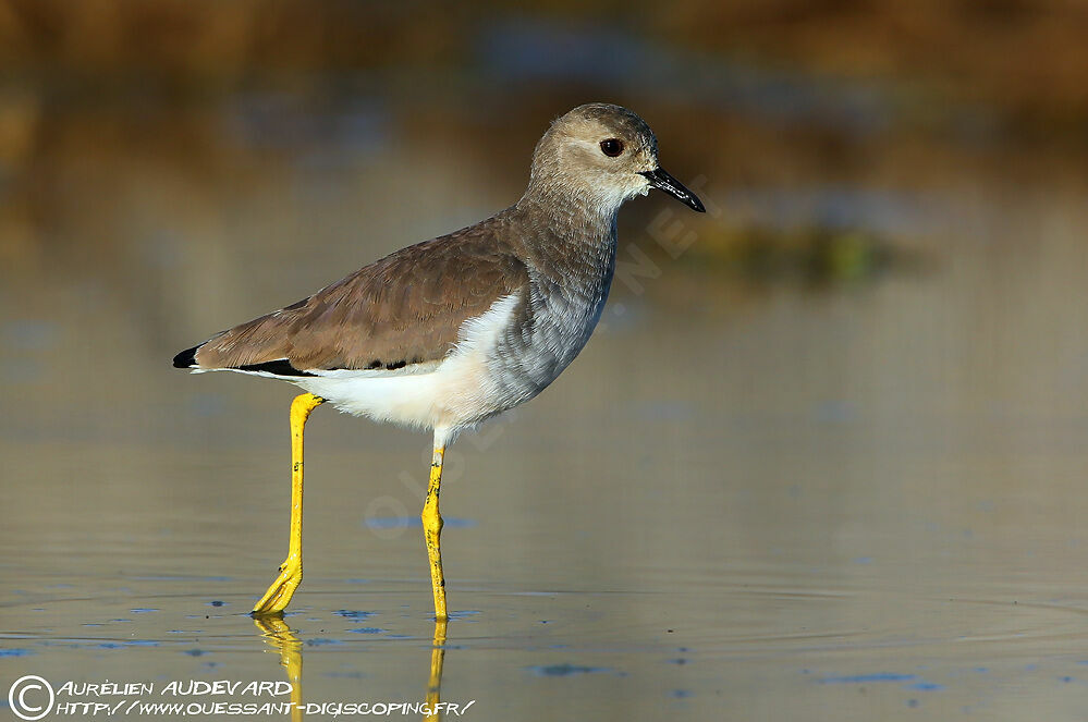 White-tailed Lapwing