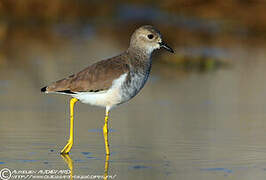 White-tailed Lapwing