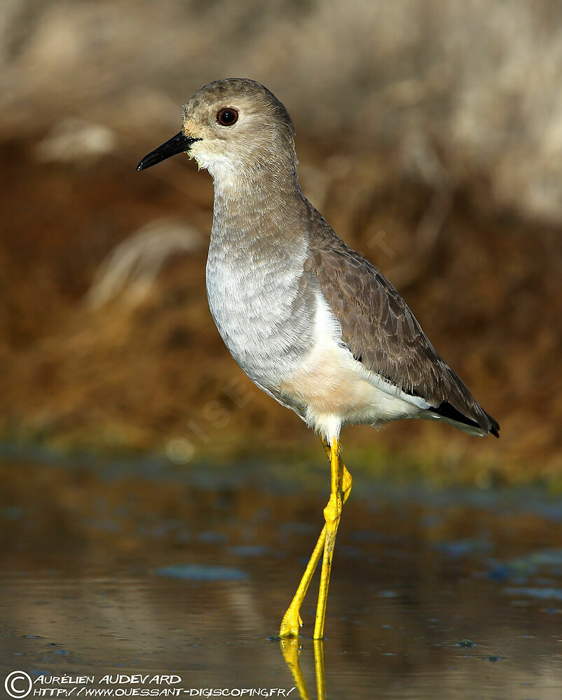 White-tailed Lapwing, identification