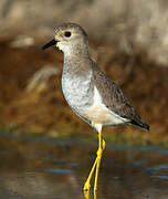 White-tailed Lapwing