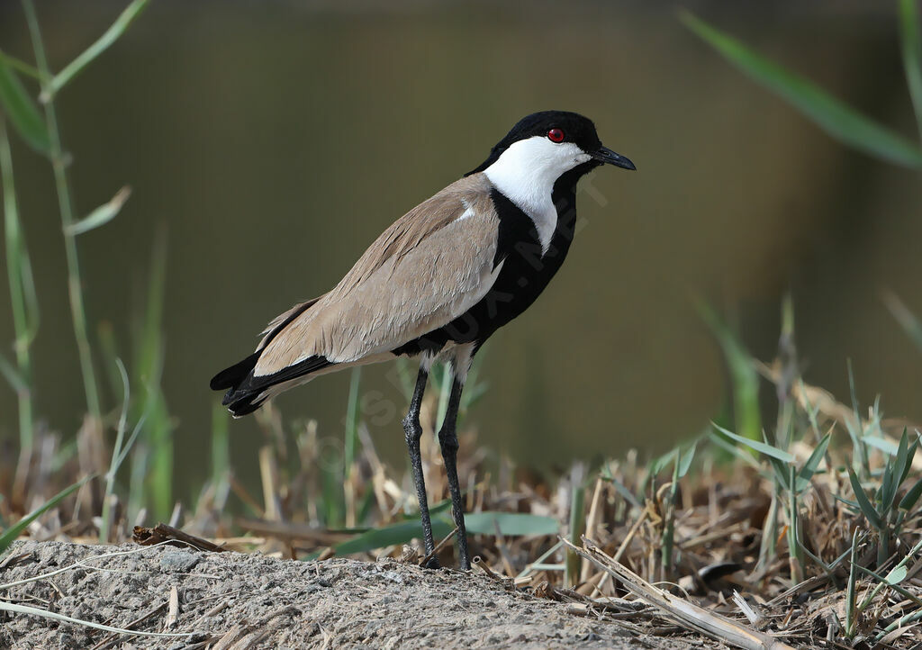 Spur-winged Lapwing