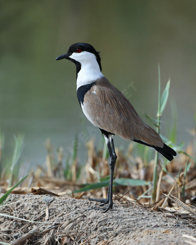 Spur-winged Lapwing