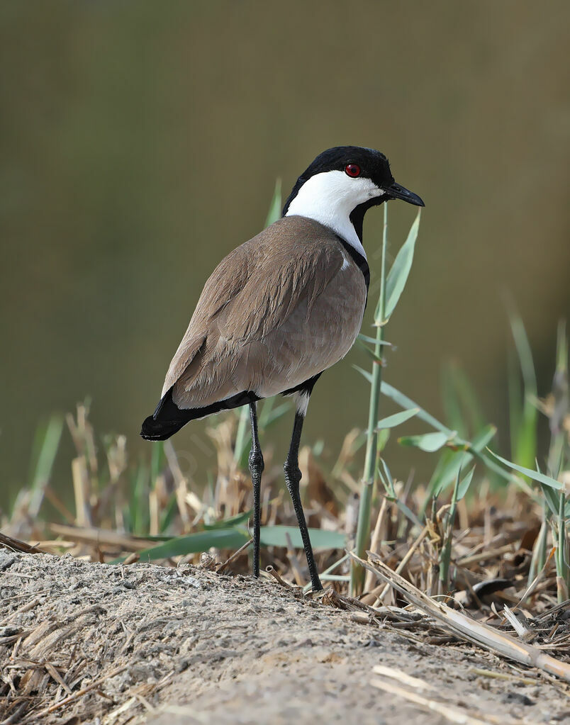 Vanneau éperonnéadulte nuptial, identification