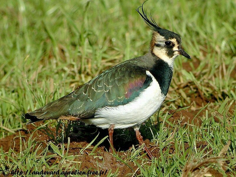 Northern Lapwing male adult breeding, identification