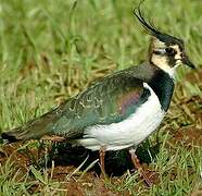 Northern Lapwing