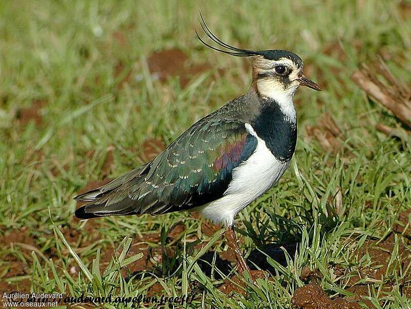 Northern Lapwing female adult transition, identification