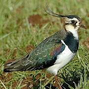 Northern Lapwing