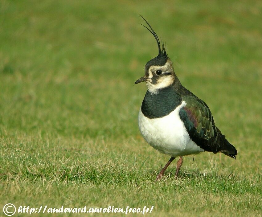 Northern Lapwing