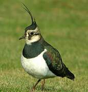 Northern Lapwing