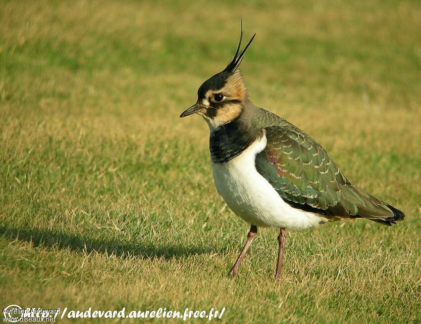 Vanneau huppé femelle adulte, identification