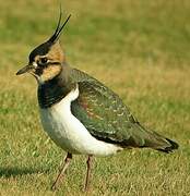 Northern Lapwing