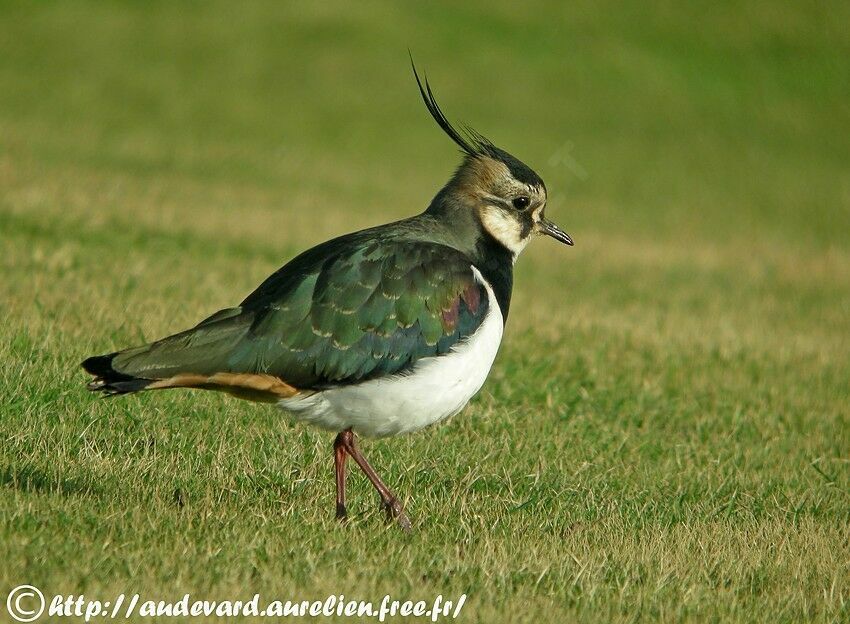 Northern Lapwing