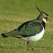 Northern Lapwing