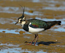 Northern Lapwing