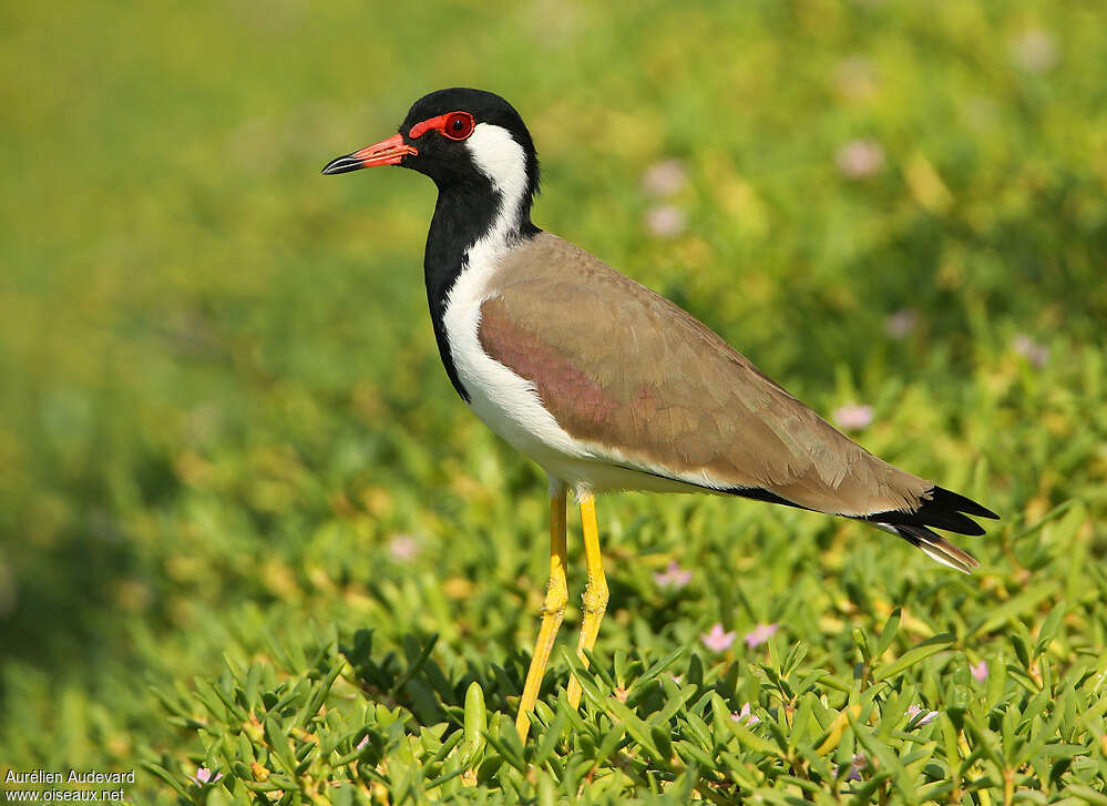 Red-wattled Lapwingadult, identification