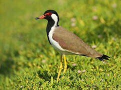 Red-wattled Lapwing