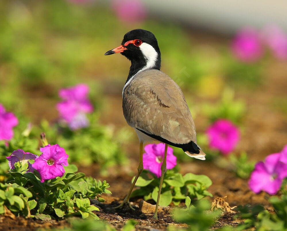 Red-wattled Lapwingadult, identification