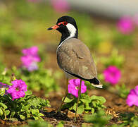 Red-wattled Lapwing