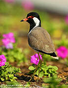 Red-wattled Lapwing