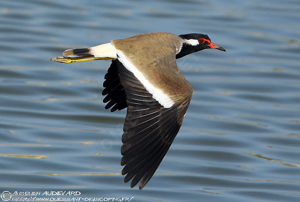 Red-wattled Lapwingadult, Flight