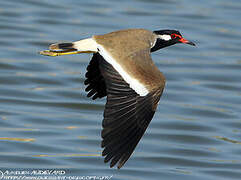 Red-wattled Lapwing