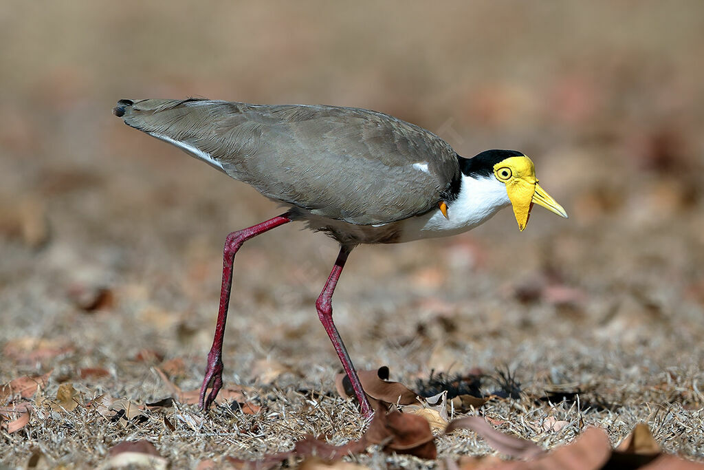 Masked Lapwingadult breeding, identification