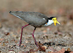 Masked Lapwing