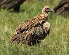 Himalayan Vulture