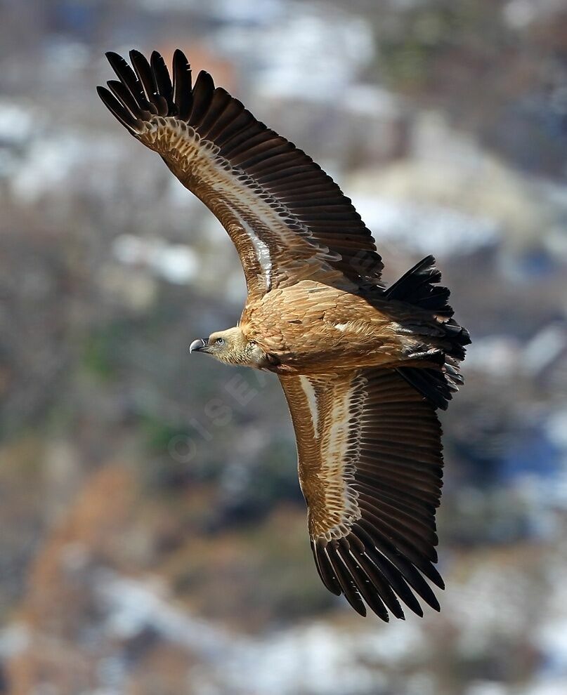 Griffon Vulture