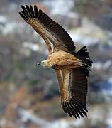 Griffon Vulture