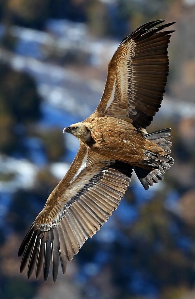 Griffon Vulture