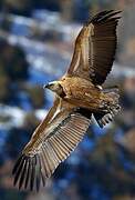 Griffon Vulture