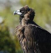 Cinereous Vulture