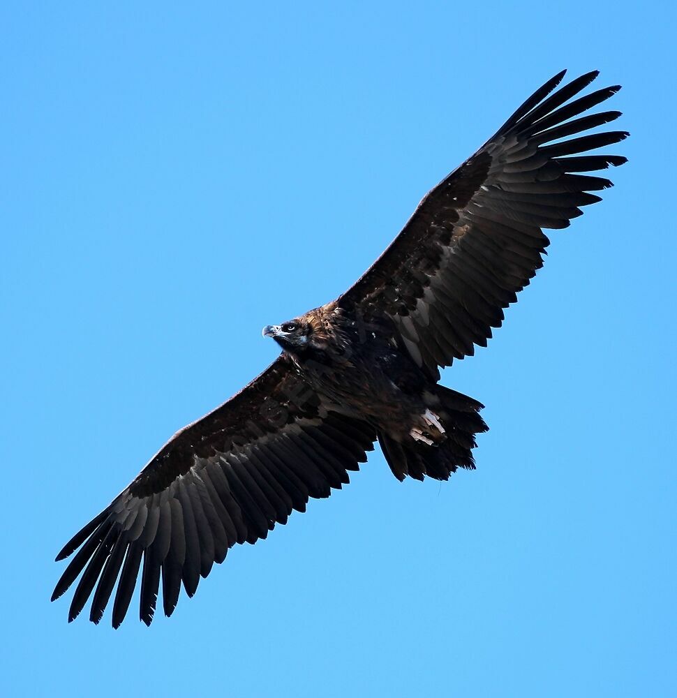 Vautour moine1ère année