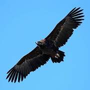 Cinereous Vulture