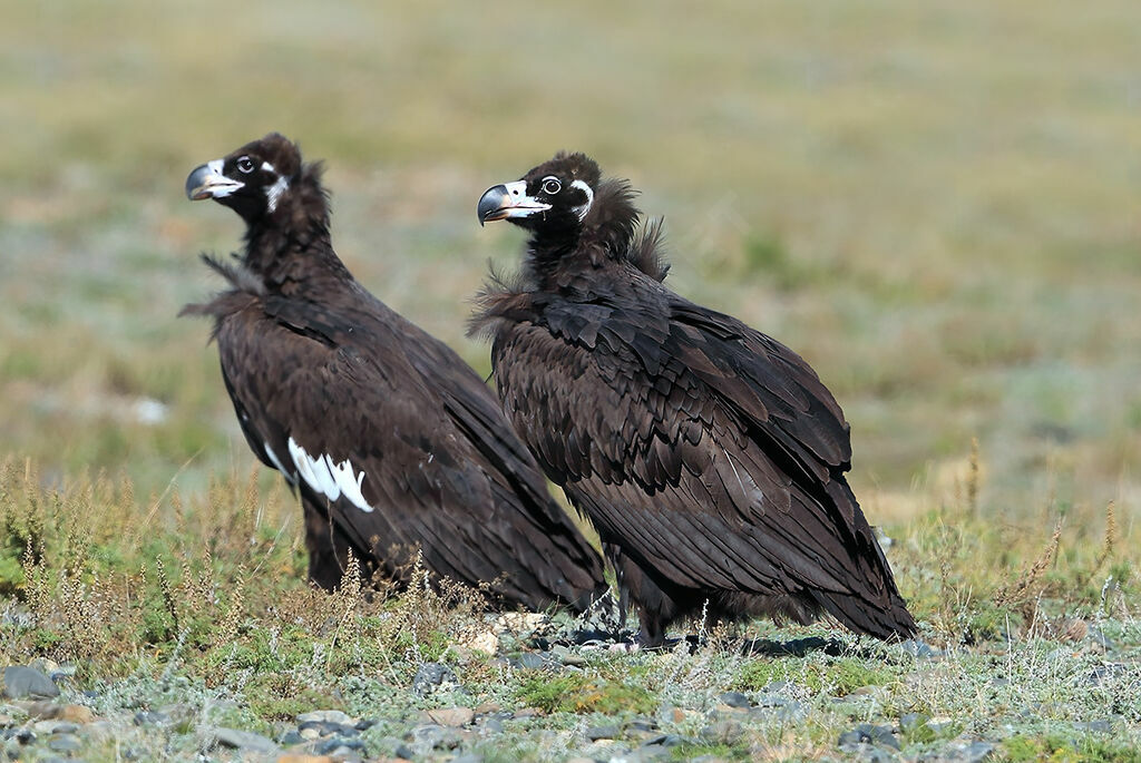 Cinereous Vulture, identification