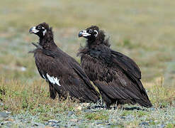 Cinereous Vulture