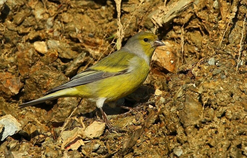 Citril Finch