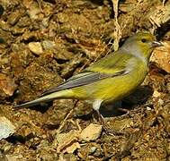 Citril Finch