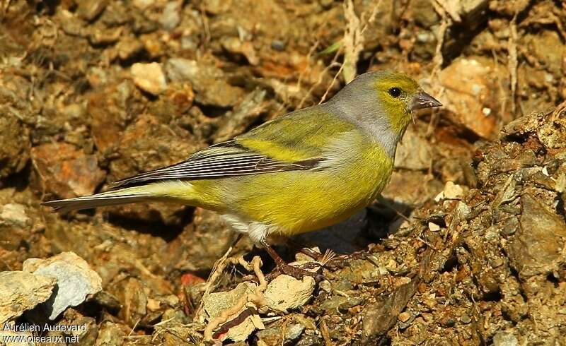 Citril Finch male adult, identification