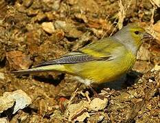 Citril Finch