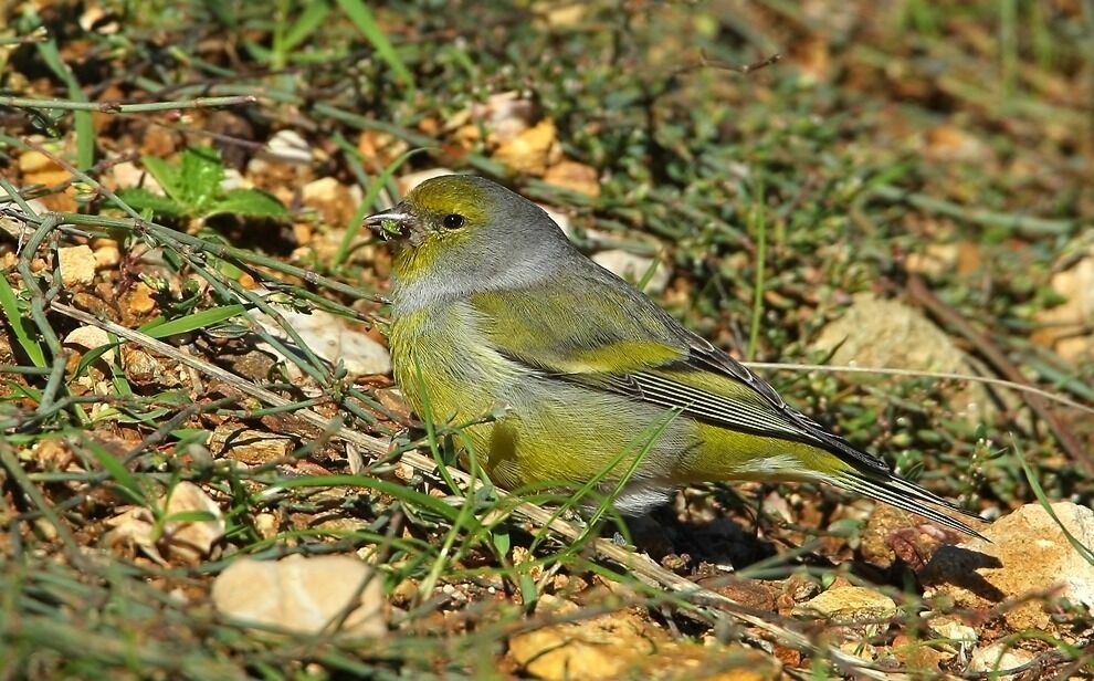 Citril Finch male, identification