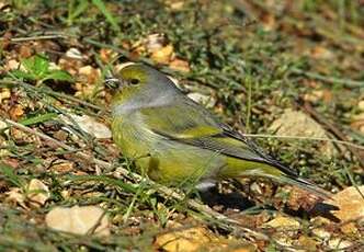 Venturon montagnard