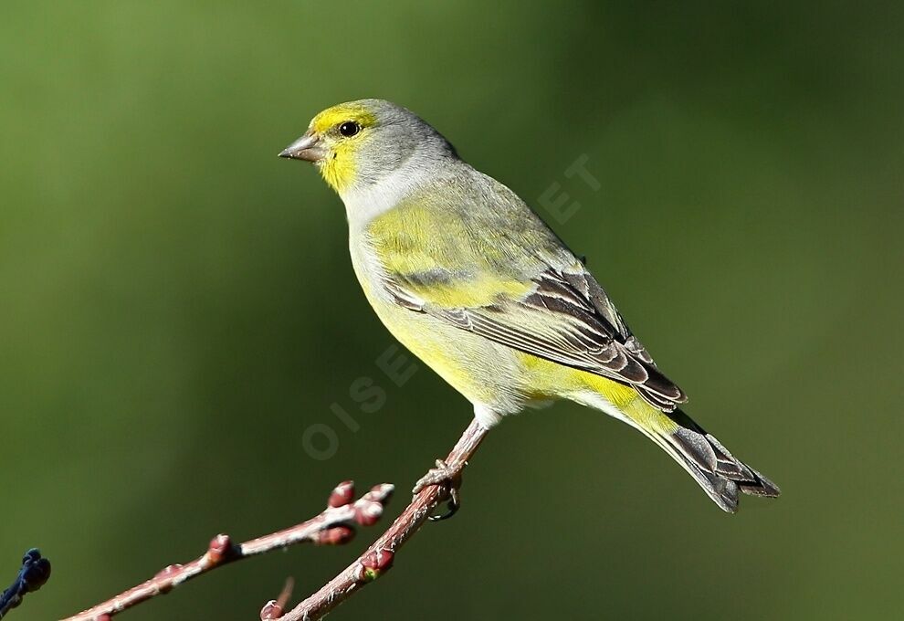 Citril Finch male