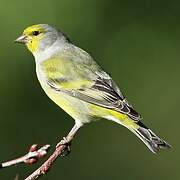 Citril Finch