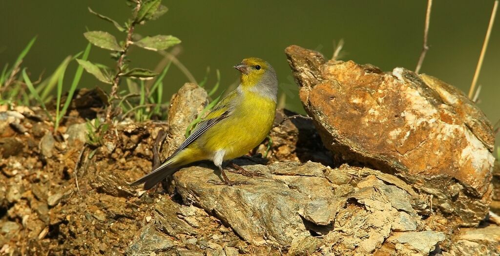 Citril Finch male