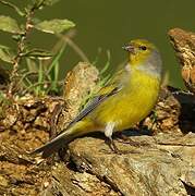 Citril Finch