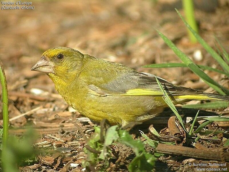 European Greenfinch