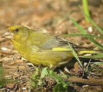 European Greenfinch