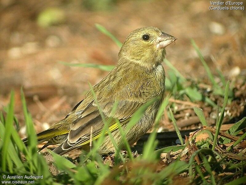 European Greenfinch